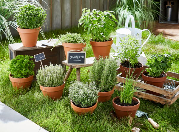  PLANTE AROMATIQUE POT 1 LITRE  code EAN 3666737009739 