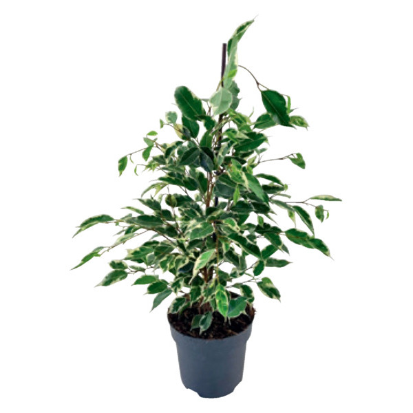  FICUS BENJAMINA POT 17 CM   code EAN 3666737010551 