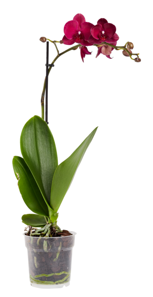  PHALAENOPSIS 1 TIGE POT 12 CM  code EAN 3666737011183 
