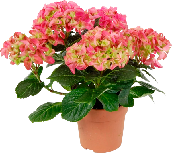  GERBERA POT 17 CM  code EAN 3666737013590 