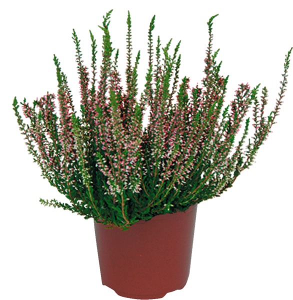  BRUYÈRE CALLUNA POT 17 CM  code EAN 3666737013781 