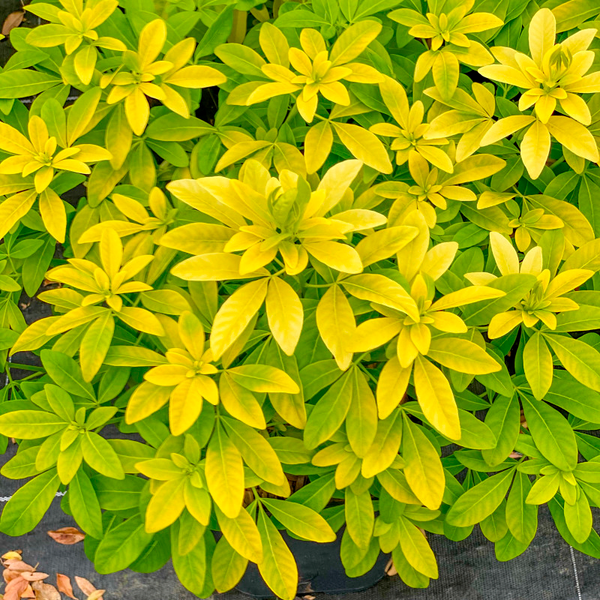  ORANGER DU MEXIQUE POT 17 CM  code EAN 3666737013903 