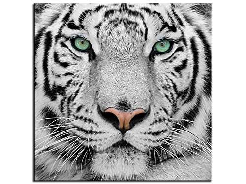 Tableau moderne Tigre de Sumatra - TOP VENTE-1A...