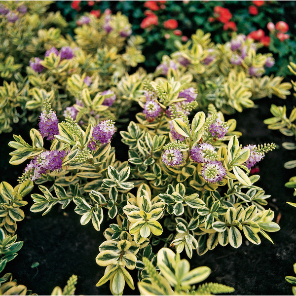  Véronique code EAN 3700780316250 