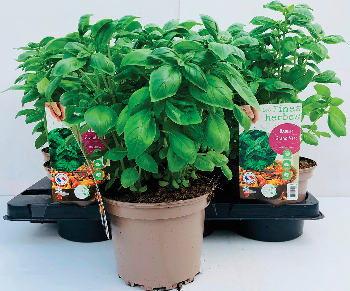 BASILIC GRAND VERT 3700780329847 