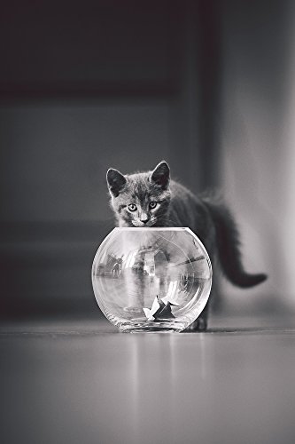 Carte postale François Vigneron Chat 13