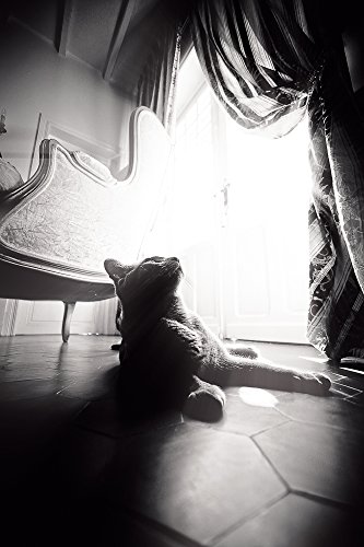 François Vigneron Carte postale François Vigneron Chat 28 code EAN 3700888601456 