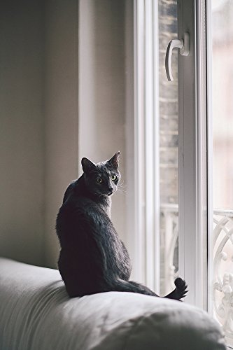 Carte postale François Vigneron Chat 52