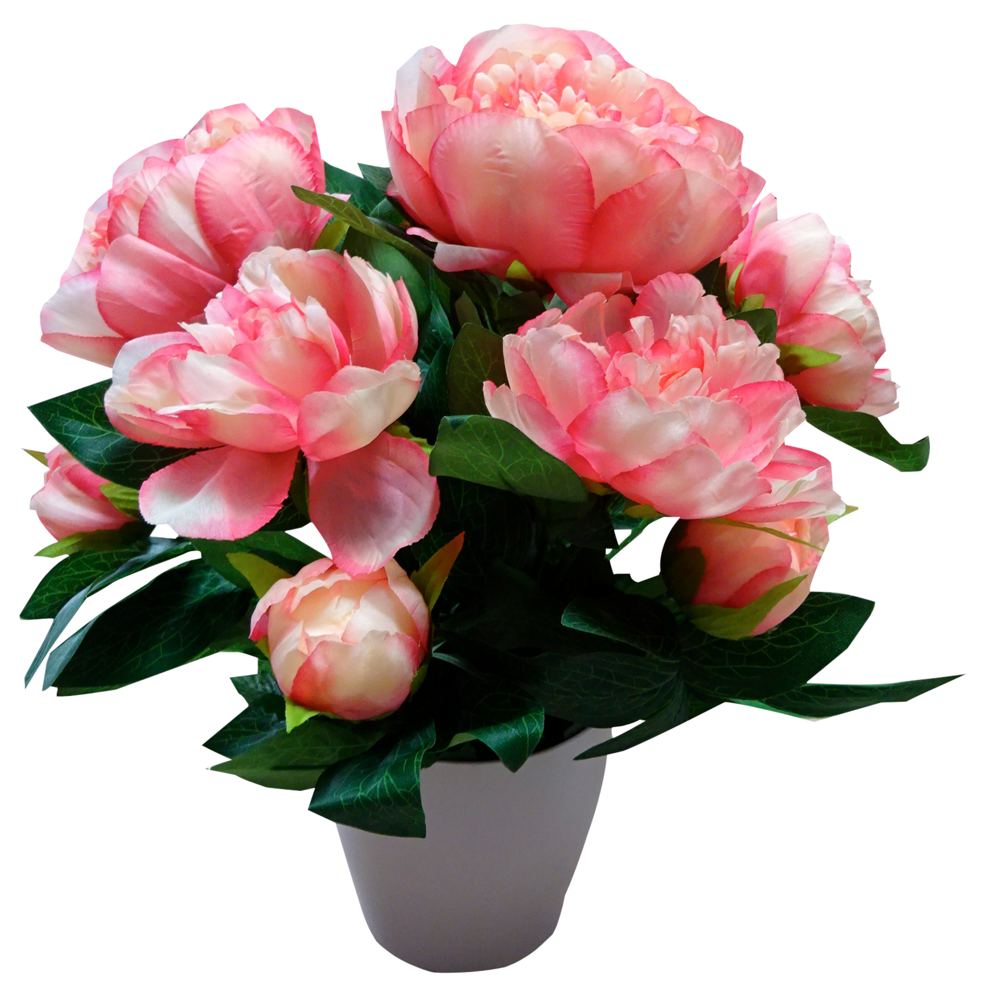 PIVOINE DANS POT PASTEL