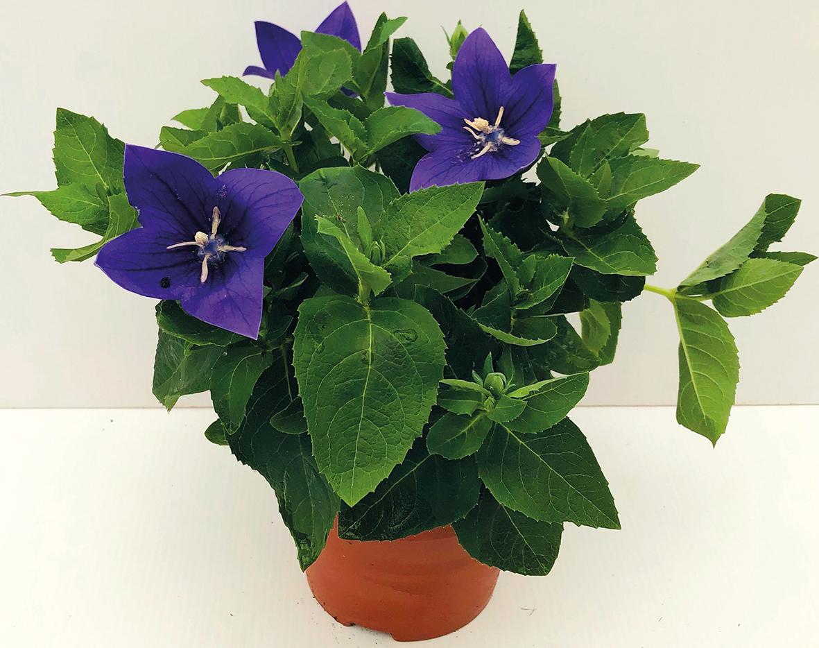  PLATYCODON code EAN 3760121506160 