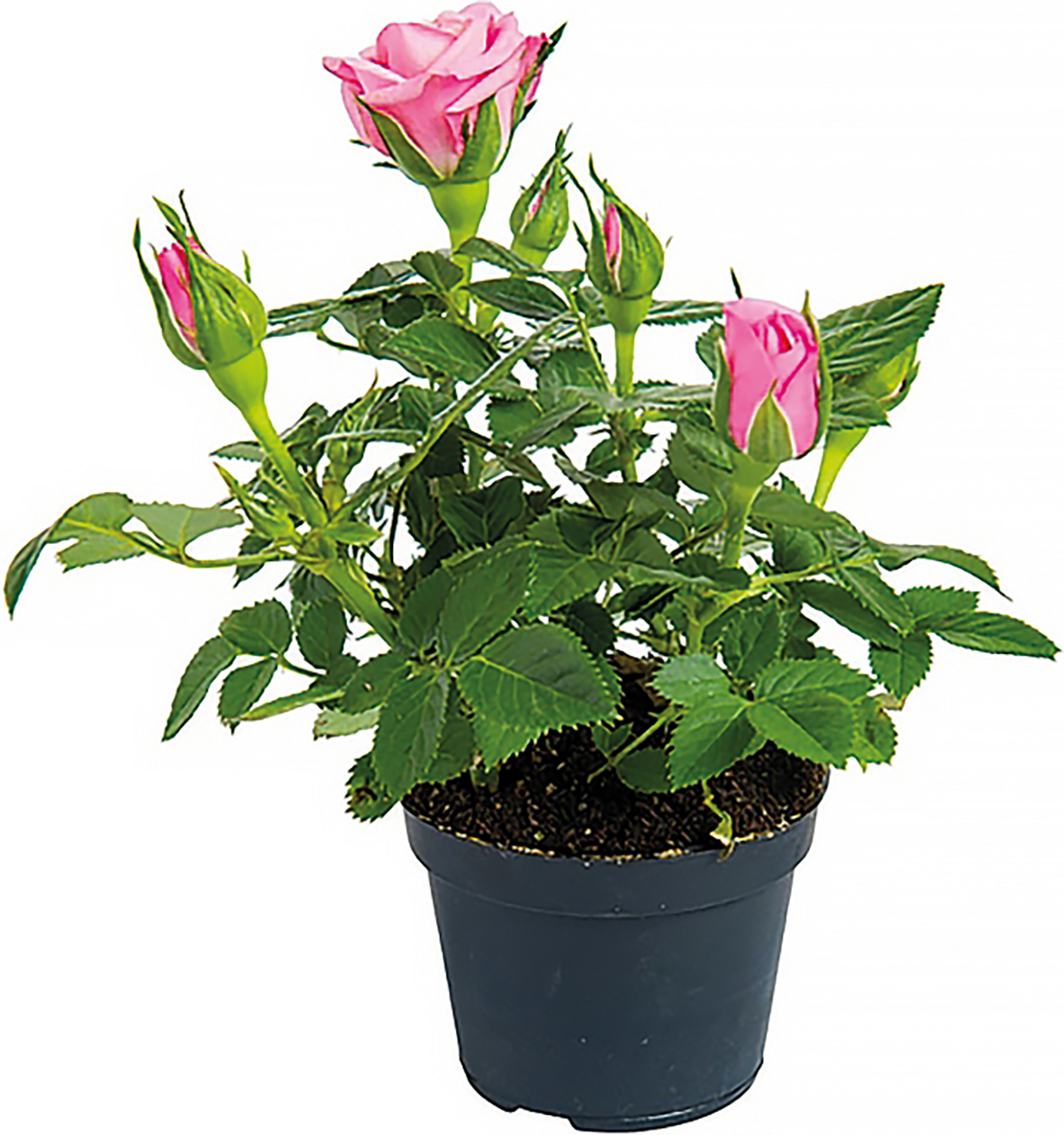  ROSIER code EAN 3760121731265 