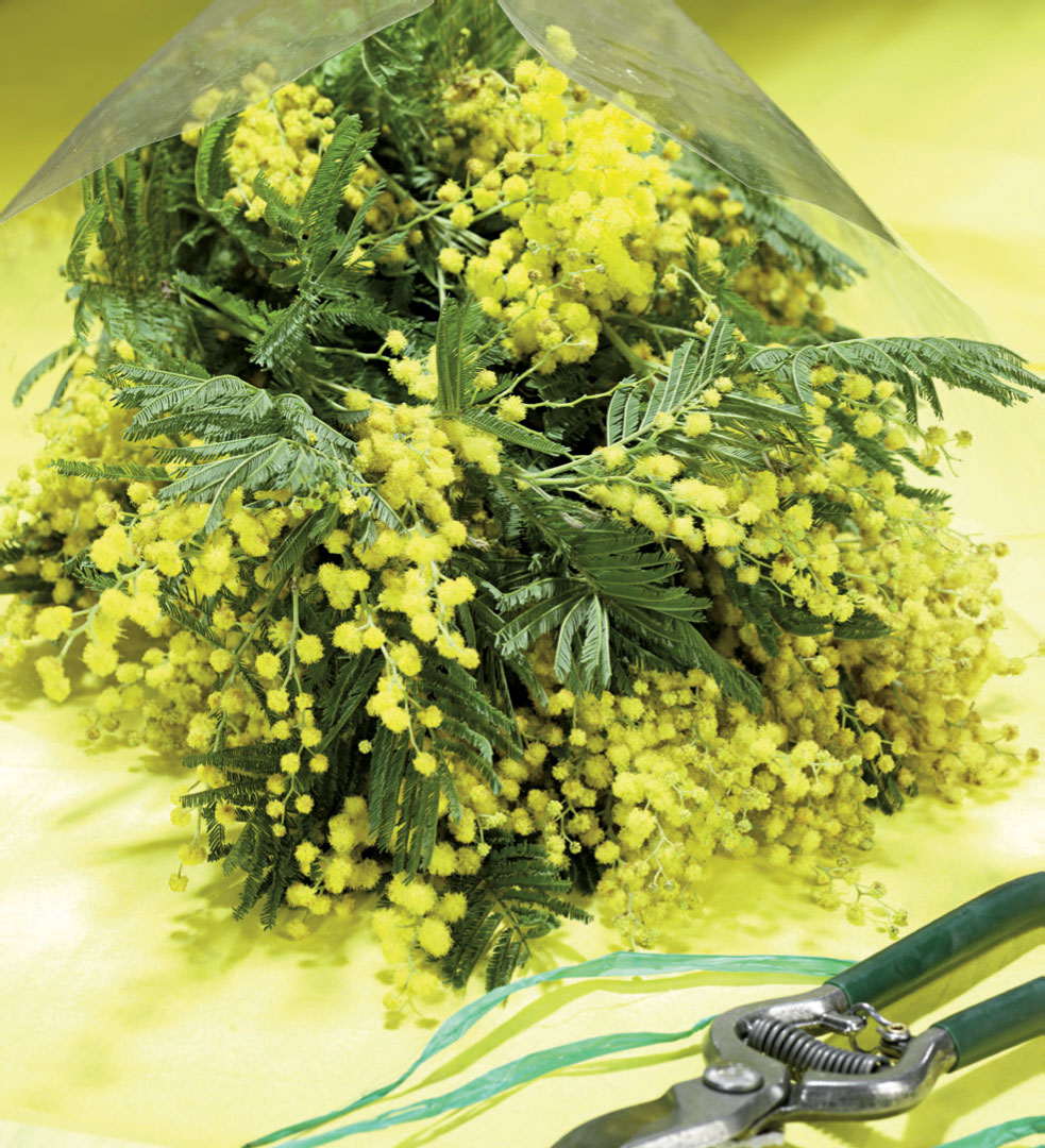 BOUQUET DE 300 GR DE MIMOSA - VARIETE MIRANDOLE  3920201065004 (3920201065004)