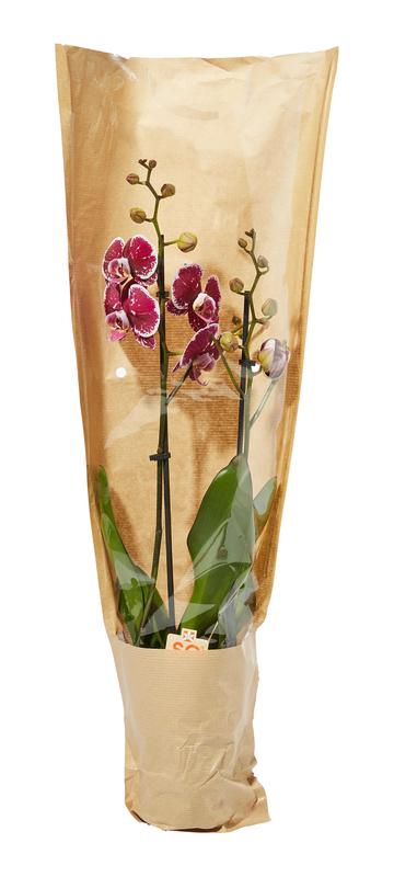 PHALAENOPSIS 2 TIGES POT 12 CM mon marché plaisir