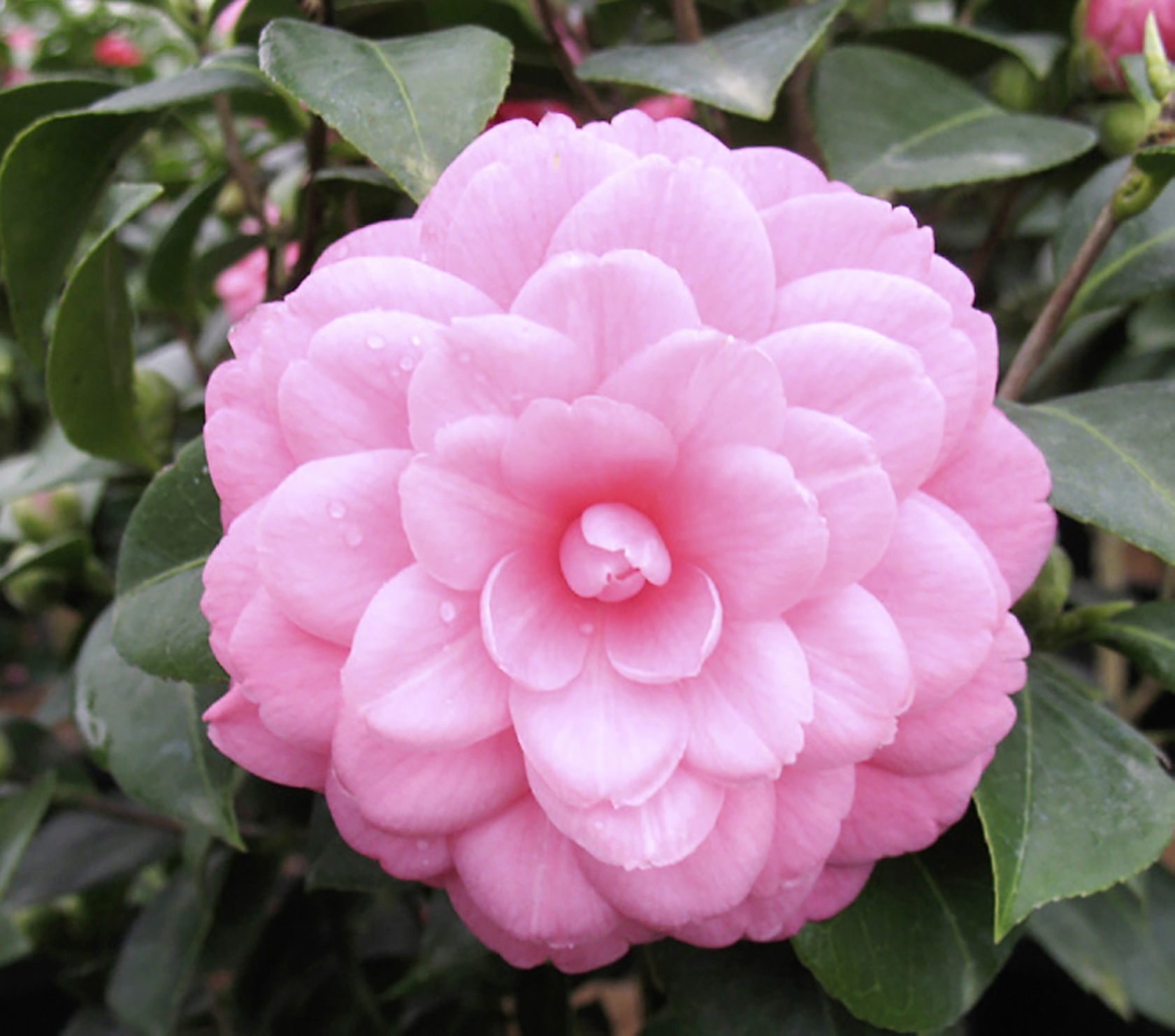 Camélia japonica pot 19 cm  3940341802819 (3940341802819)