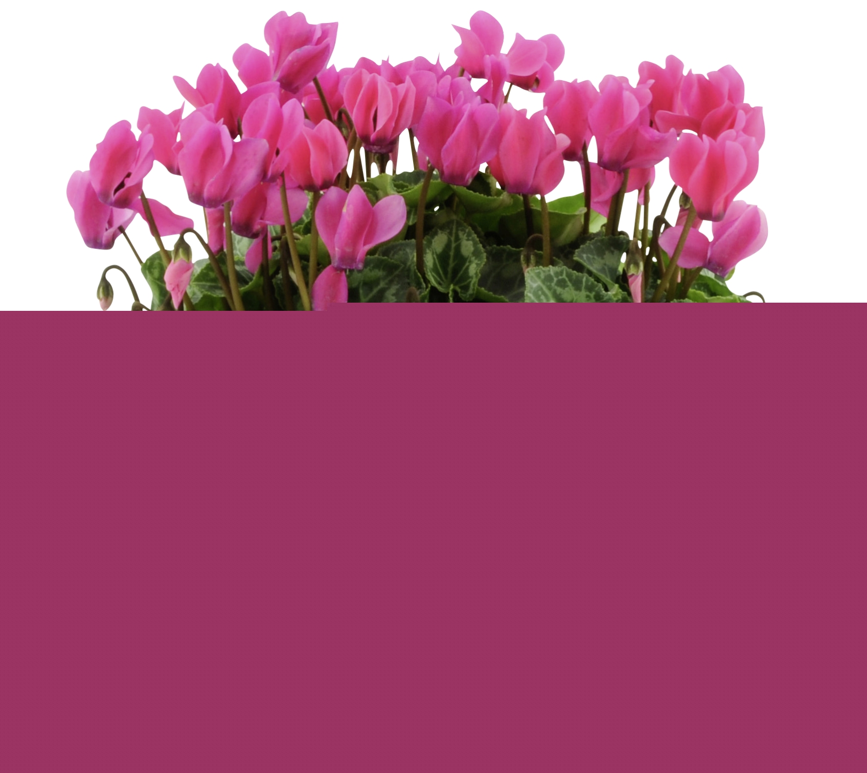 Cyclamen coupe couleur ø 23 cm  3940341812047 (3940341812047)