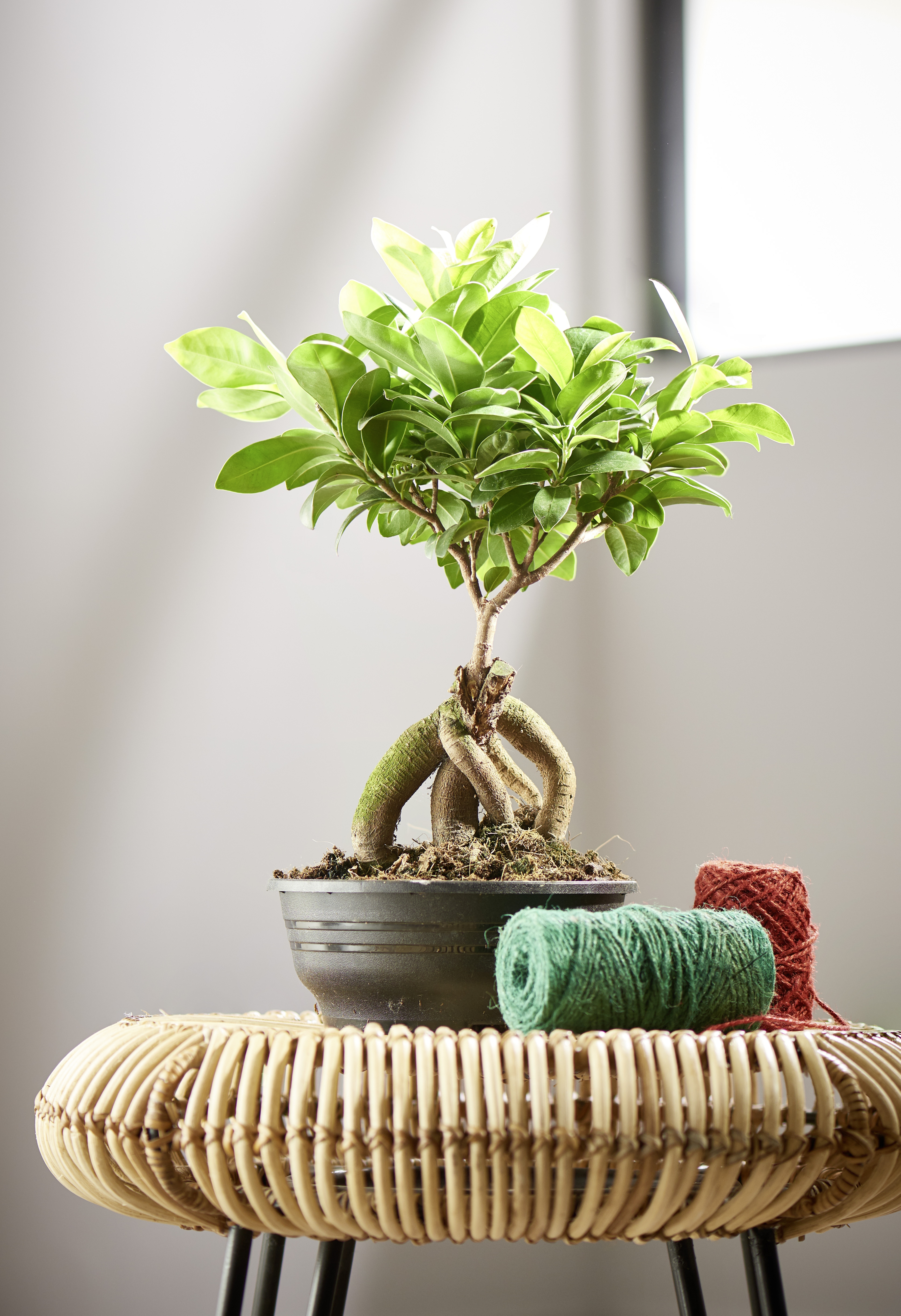 Ficus ginseng coupe 16 cm  3940341812191 (3940341812191)