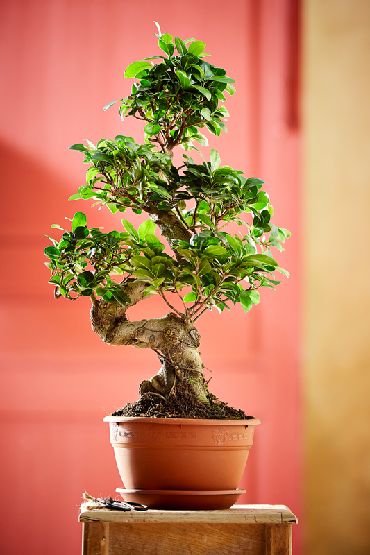 FICUS GINSENG POT 22 CM 'FORME S'  3940341812603 (3940341812603)