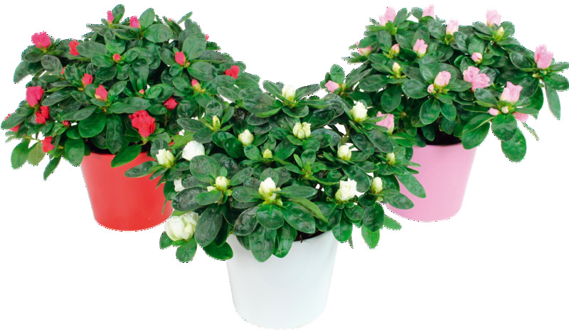AZALÉE POT DE 12 CM AVEC CACHE POT  3940343800516 (3940343800516)