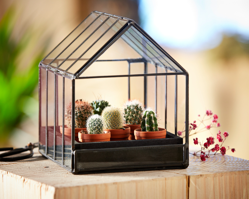 CACTUS VARIÉS POT TERRACOTTA Ø 3.5 CM - LOT DE 6  3940343804583 (3940343804583)