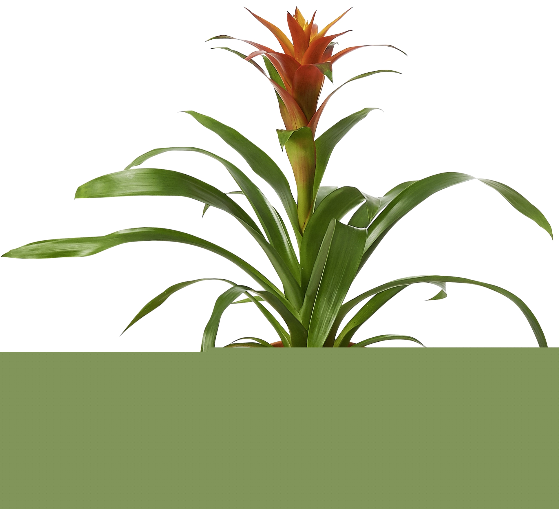 Guzmania pot 12 cm dans un cache-pot céramique  3940343808253 