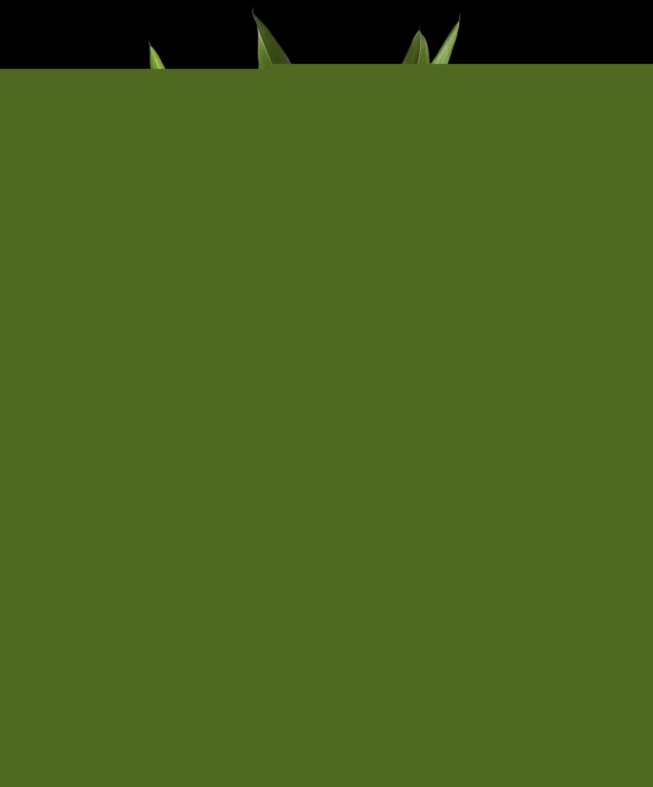 Arum de couleur avec cache-pot  3940343808260 (3940343808260)