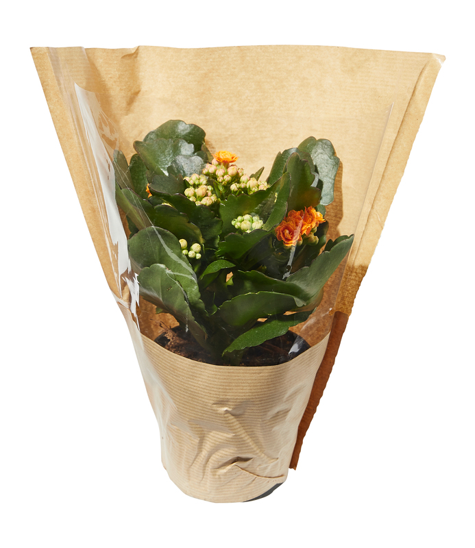 KALANCHOE POT 12 CM mon marché plaisir