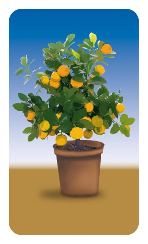 WENKO Protège-plaque Universel Oranger, set de 2