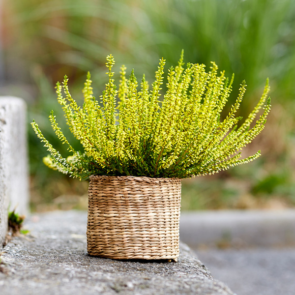  Bruyère Calluna (1) code EAN 4011261021679 