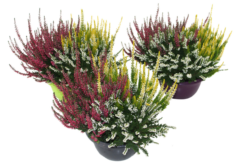 BRUYÈRE CALLUNA COUPE COULEUR 16 CM  4011261021853 (4011261021853)