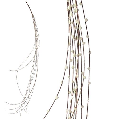 Saule chaton Taille x12 Marron/blanc Dimensions...