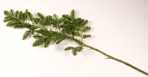 Branche de sapin Nobilis vert, L: env. 93cm