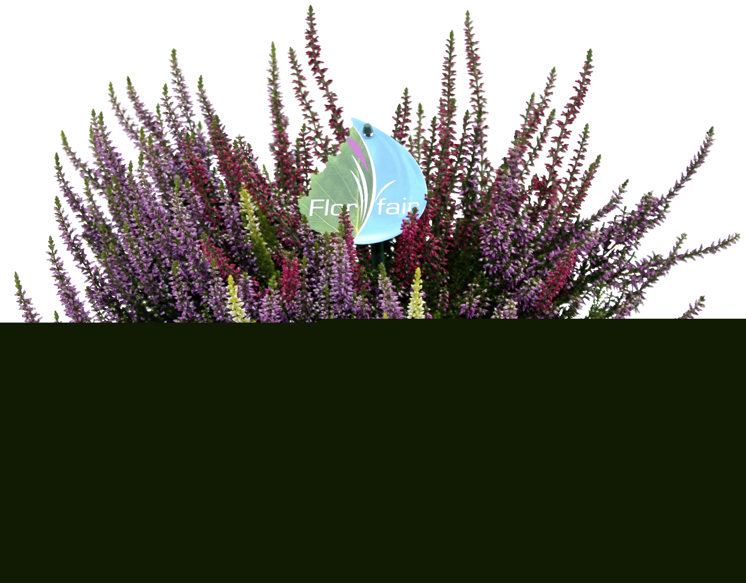 Calluna tricolore pot couleur ø 17 cm  4040777500521 (4040777500521)