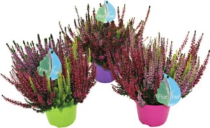  BRUYÈRE CALLUNA POT COULEUR 13 CM  code EAN 4040777500668 