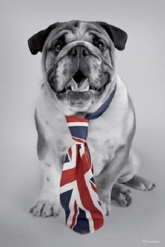 1art1 54255 Poster Chiens Bulldog George avec C...