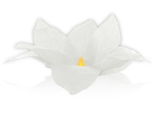 Fleur de Lotus flottante dans l'eau lanternes b...