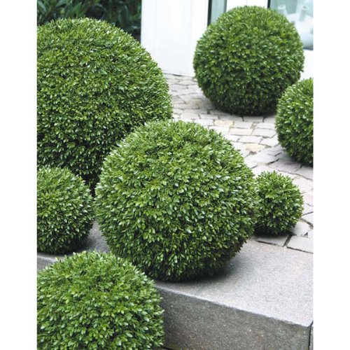 Boule de buis artificiel, Ø 30 cm - plante arti...
