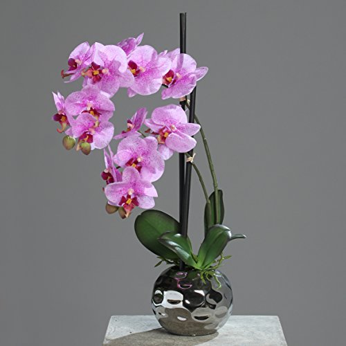 Orchidée Phalaenopsis dans un pot en céramique ...