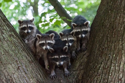 Carte postale en 3D (no/10189-maillot) lentikul...