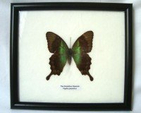 Véritable papillon encadré - The Peranthus Peac...