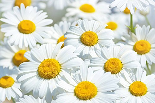 Marguerite la fleur le pré le papier peint de p...