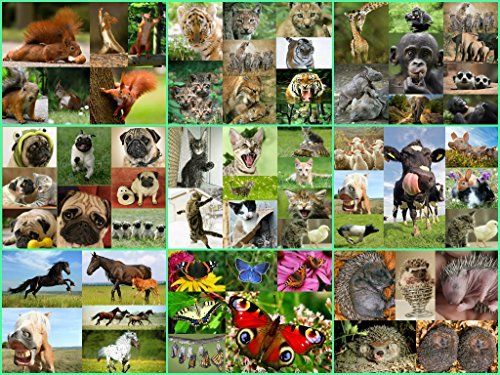 Edition Colibri Edition colibri lot de 100 cartes postales par lot, impression, tous les animaux du monde entier issus de toutes les différentes-idéal pour les edition code EAN 4260395580082 
