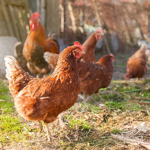 DOMAINE DE PORTES 6 ŒUFS DE POULES ÉLEVÉES EN PLEIN AIR code EAN 4616795 