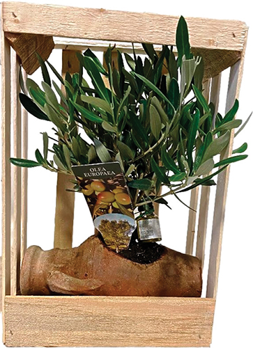  OLIVIER AMPHORE 
AVEC BOUTEILLE 
D'HUILE D'OLIVE code EAN 4738473861298 