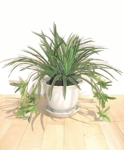 Chlorophytum (36cm) - Plante Artificielle SANS POT