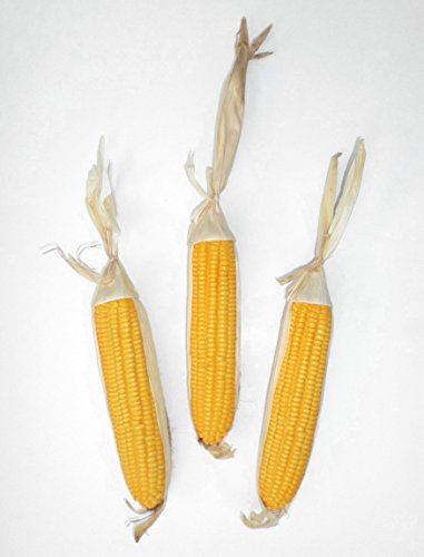 Neuhaus Decor 3 x Épis de Maïs - Légumes Artificiels code EAN 4890033628601 