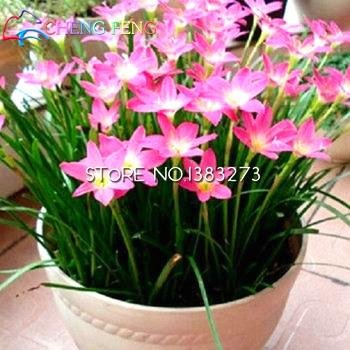 SVI Graines 50pcs A Lot Zephyranthes Candida (oignon Orchid Bulb) Mini Facile plantation Balcon Fun Indoor Flower Pots Seed 4913643169705 (4913643169705)