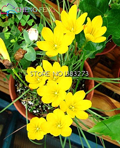 SVI Graines 50pcs A Lot Zephyranthes Candida (oignon Orchid Bulb) Mini Facile plantation Balcon Fun Indoor Flower Pots Seed 4913643169712 (4913643169712)