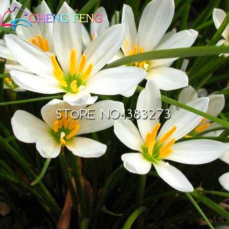 SVI Graines 50pcs A Lot Zephyranthes Candida (oignon Orchid Bulb) Mini Facile plantation Balcon Fun Indoor Flower Pots Seed 4913643169729 (4913643169729)