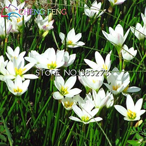 SVI Graines 50pcs A Lot Zephyranthes Candida (oignon Orchid Bulb) Mini Facile plantation Balcon Fun Indoor Flower Pots Seed 4913643169736 (4913643169736)