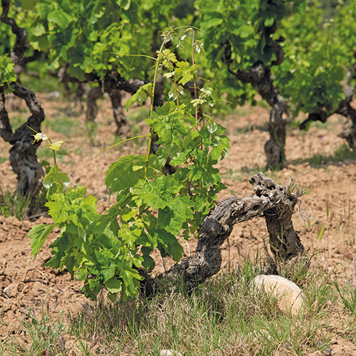 CHÂTEAU JOUCLARY IGP PAYS D’OC ROUGE OU ROSÉ code EAN 4983566 